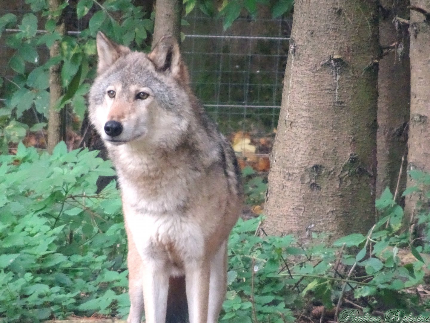 Wolf Hybrid 18 October 2025
