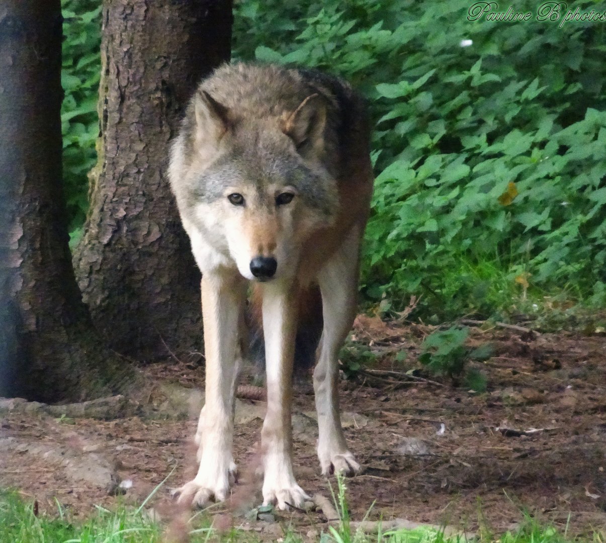 Wolf Hybrid 18 October 2025