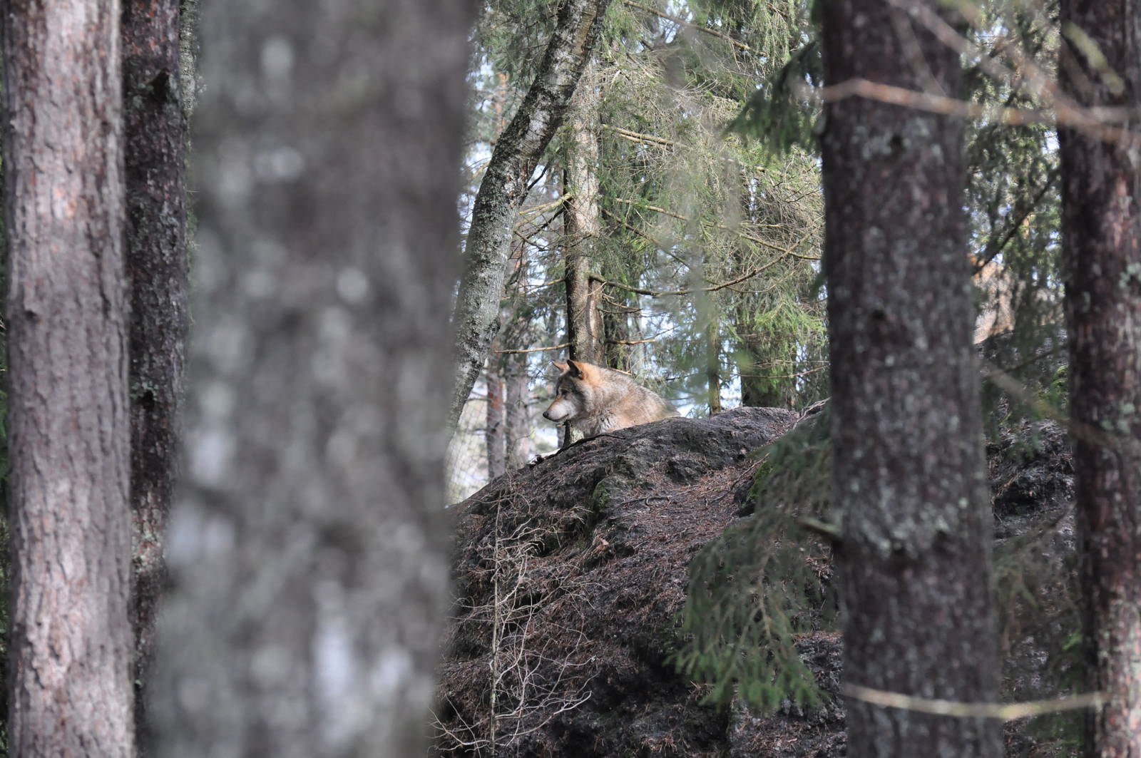 Wolf in Kolmården