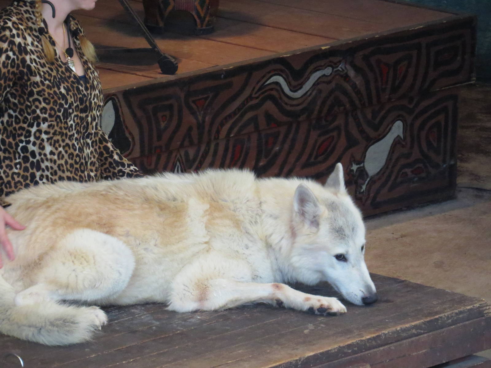 Wolf in the show, March 2015