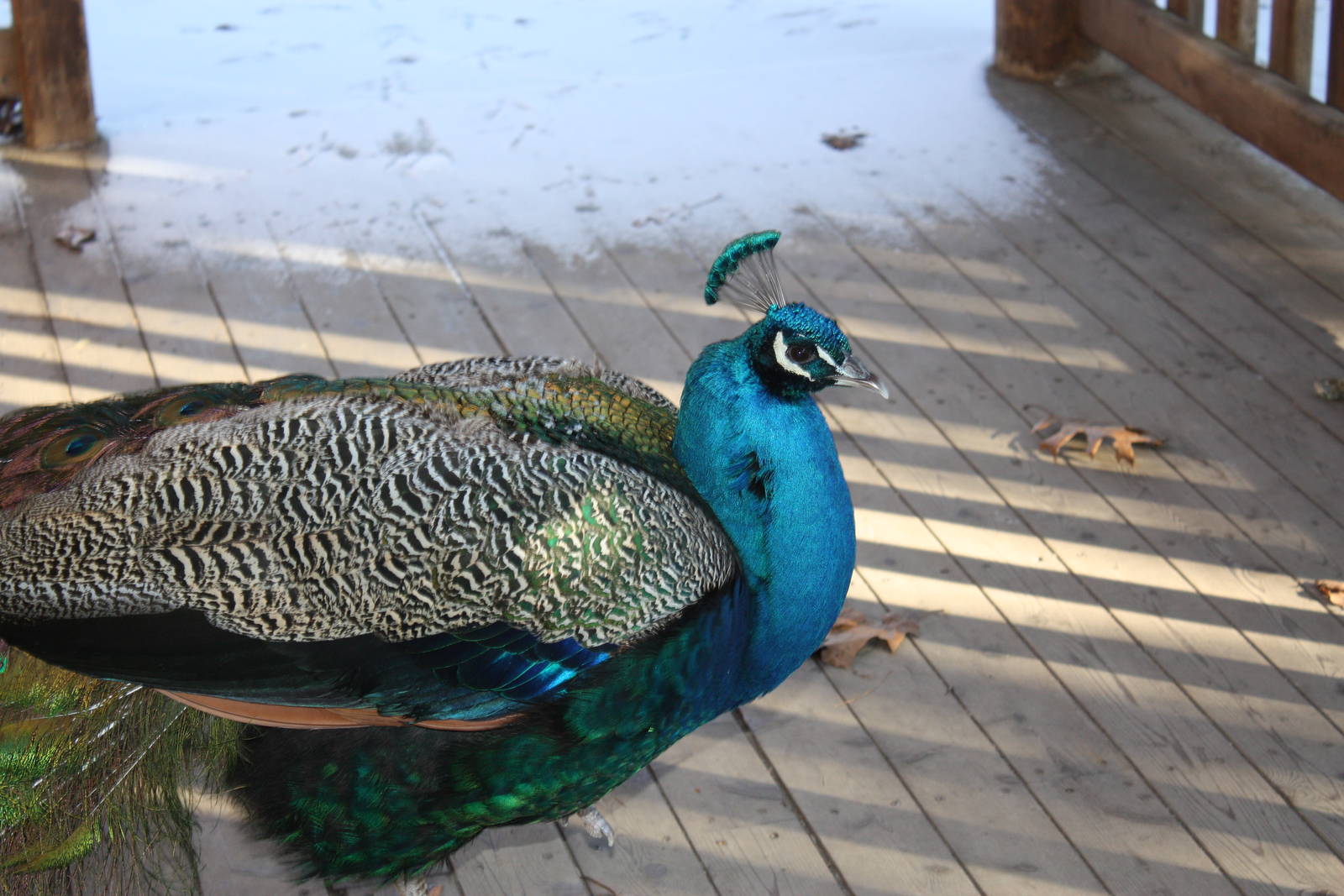 WOLF- Indian Blue Peafowl