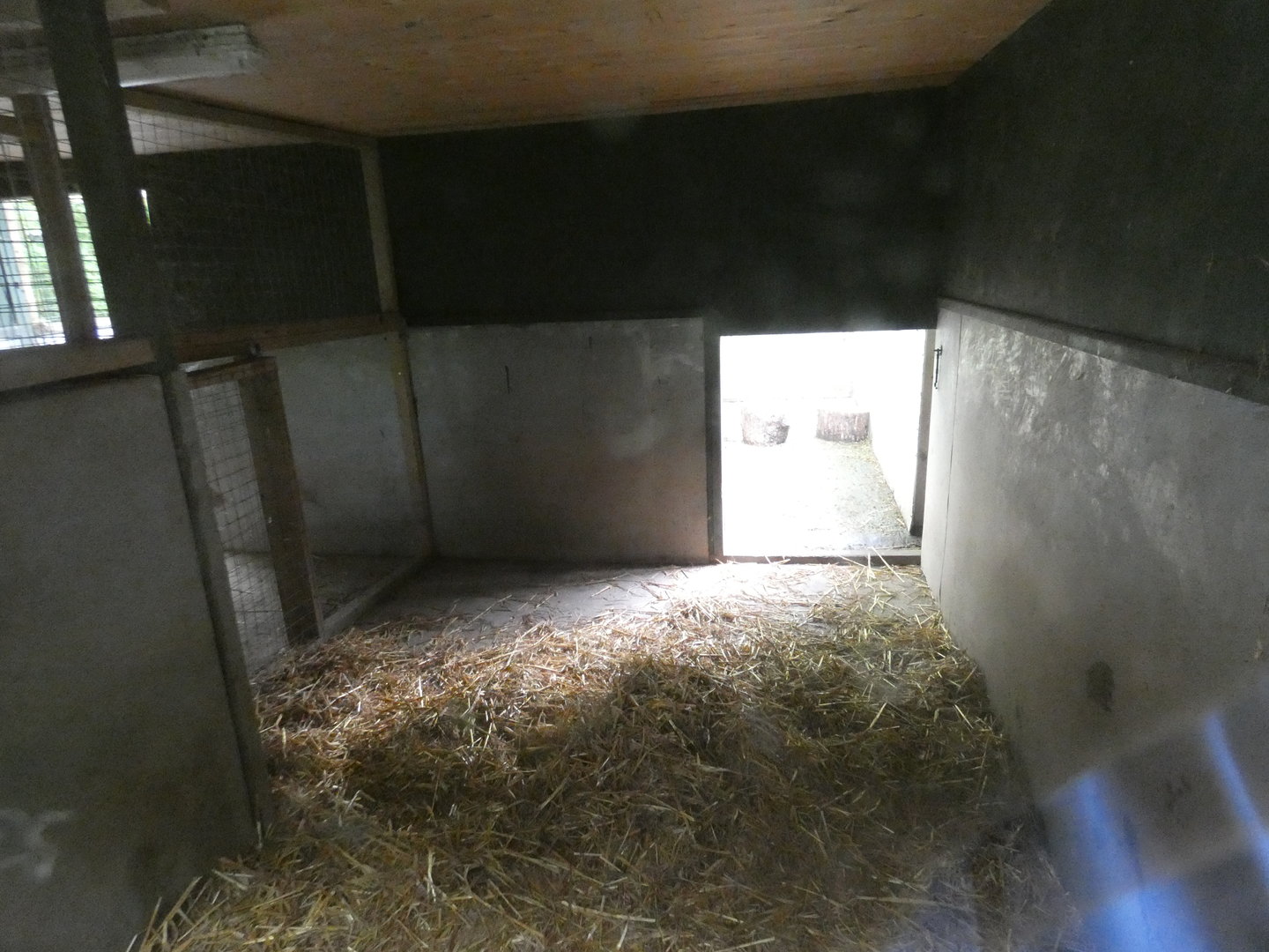 Wolf indoor enclosure