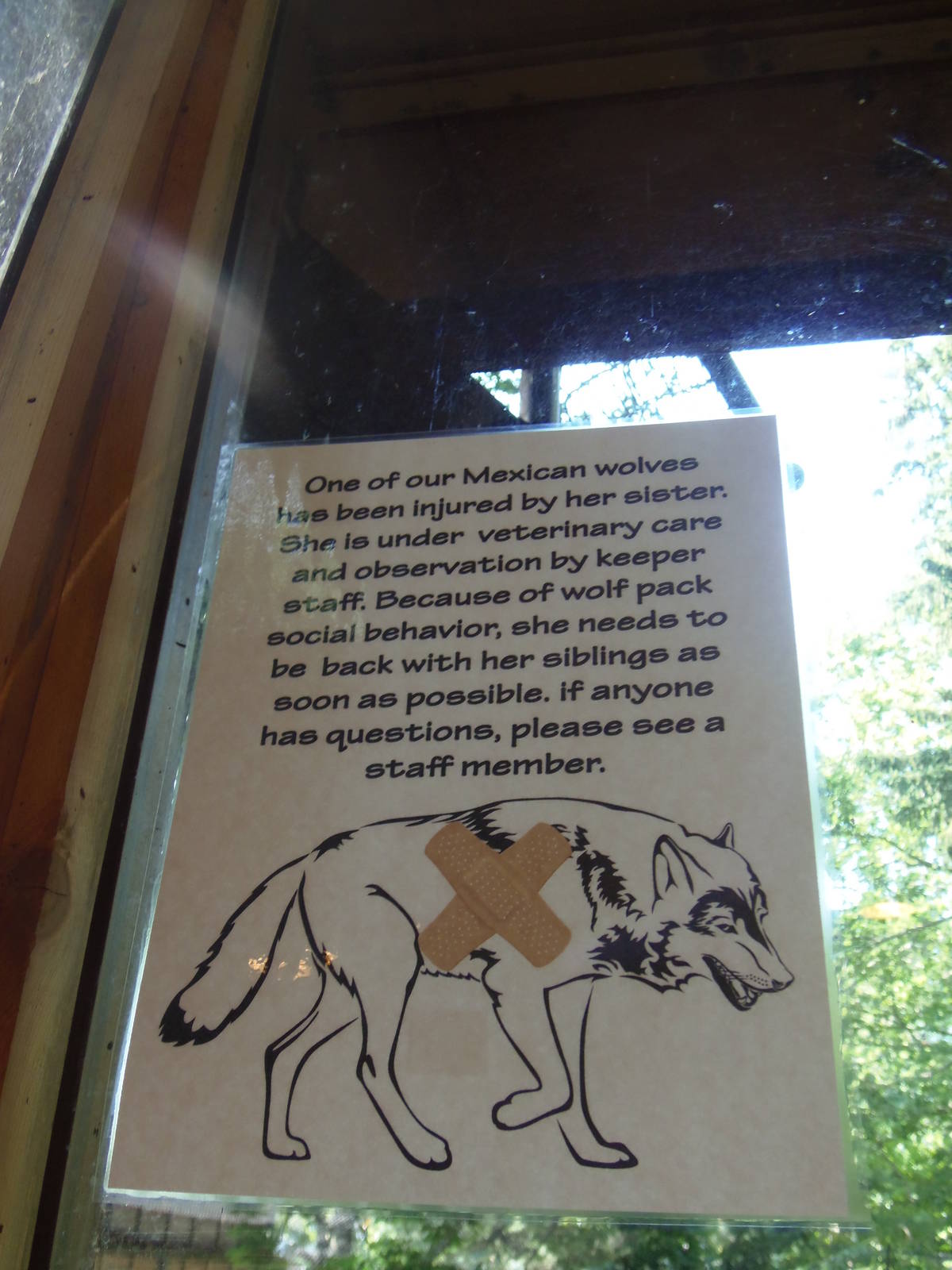 WOLF- Injured Wolf Notice