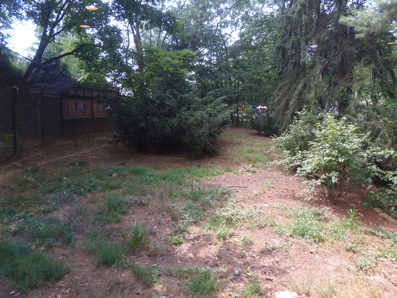 WOLF-Mexican Wolf Exhibit