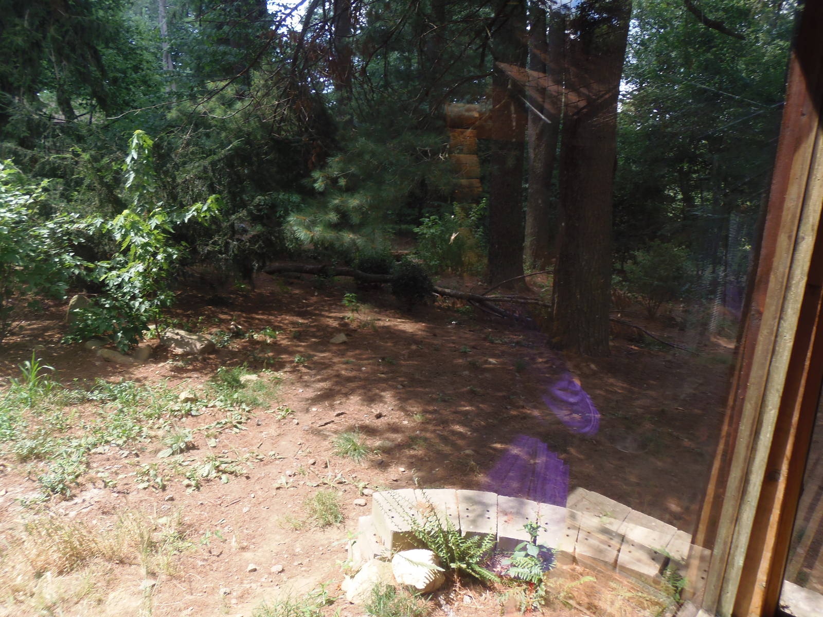 WOLF- Mexican Wolf Exhibit