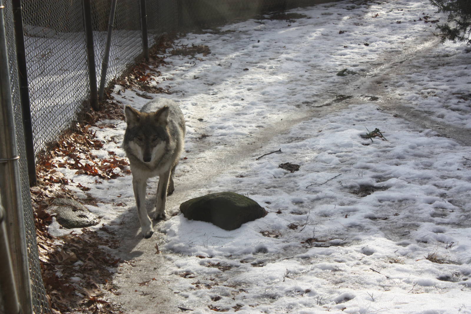 WOLF- Mexican Wolf in the Snow