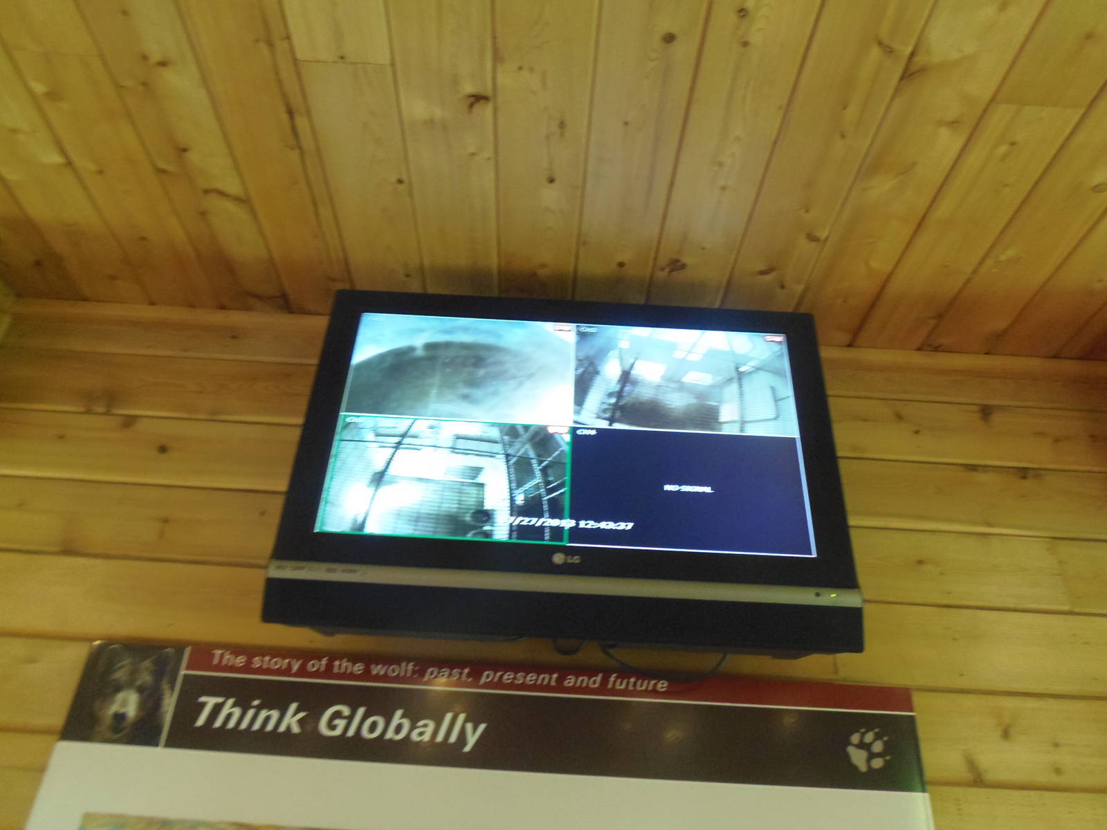 WOLF- Mexican Wolf Live Camera