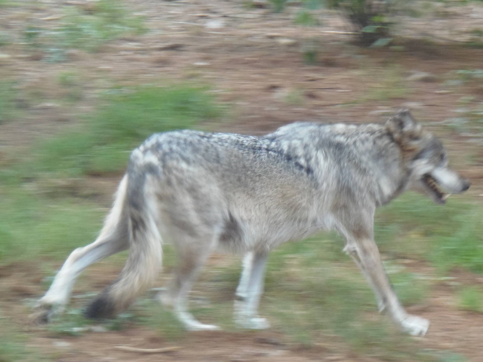 WOLF- Mexican Wolf on the Move