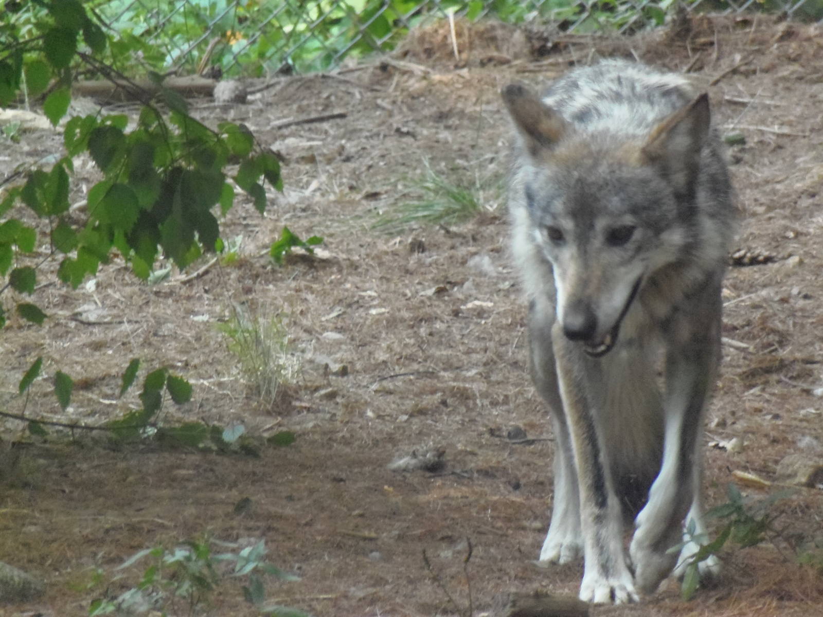 WOLF- Mexican Wolf