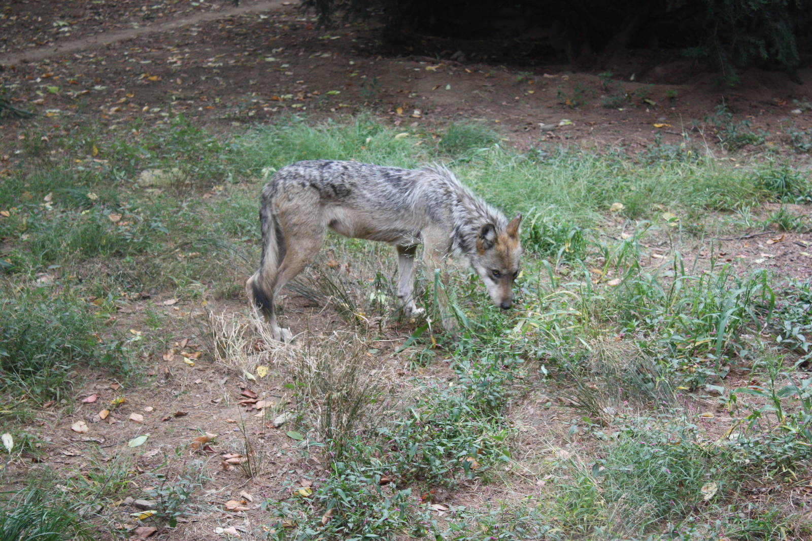 WOLF- Mexican Wolf