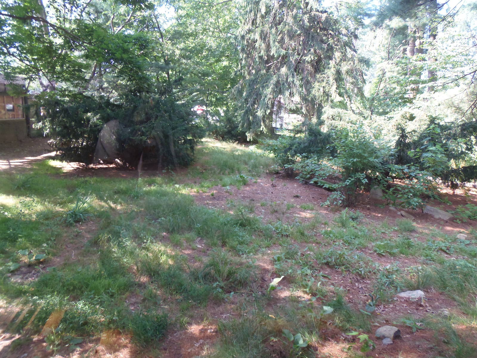 WOLF- New Mexican Wolf Exhibit