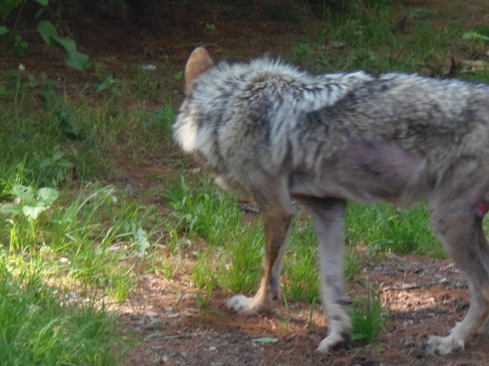 WOLF- New Mexican Wolf