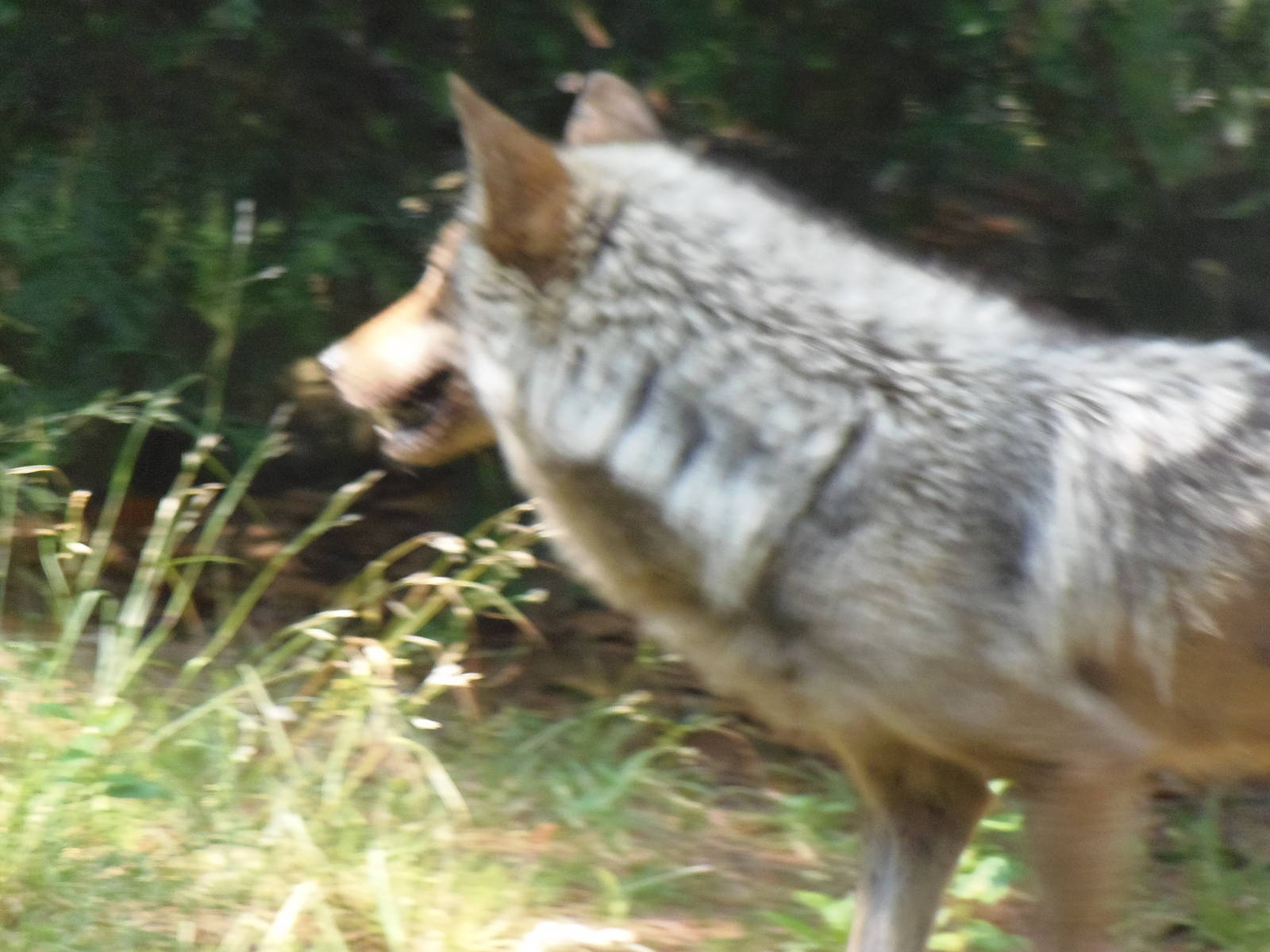 WOLF- New Mexican Wolf