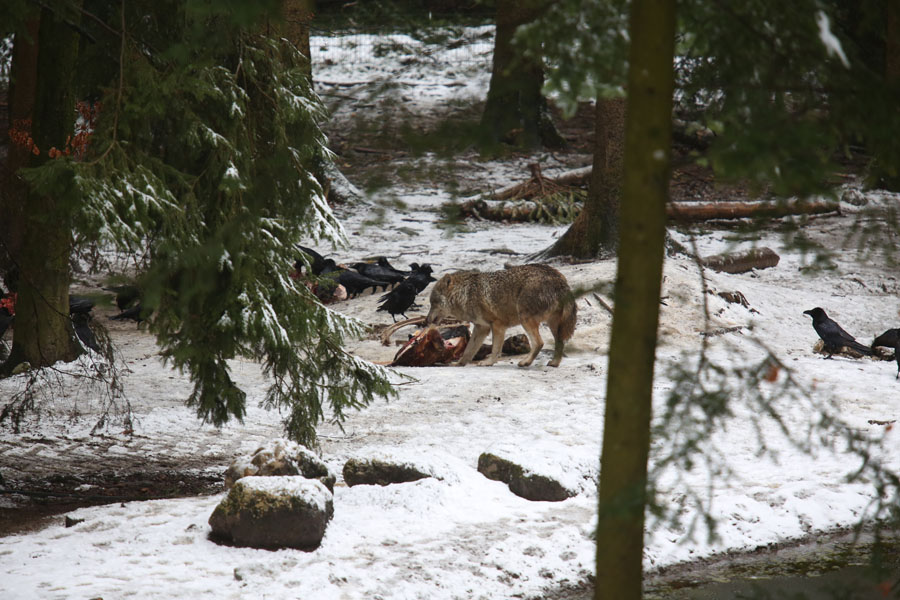 wolf on carcass