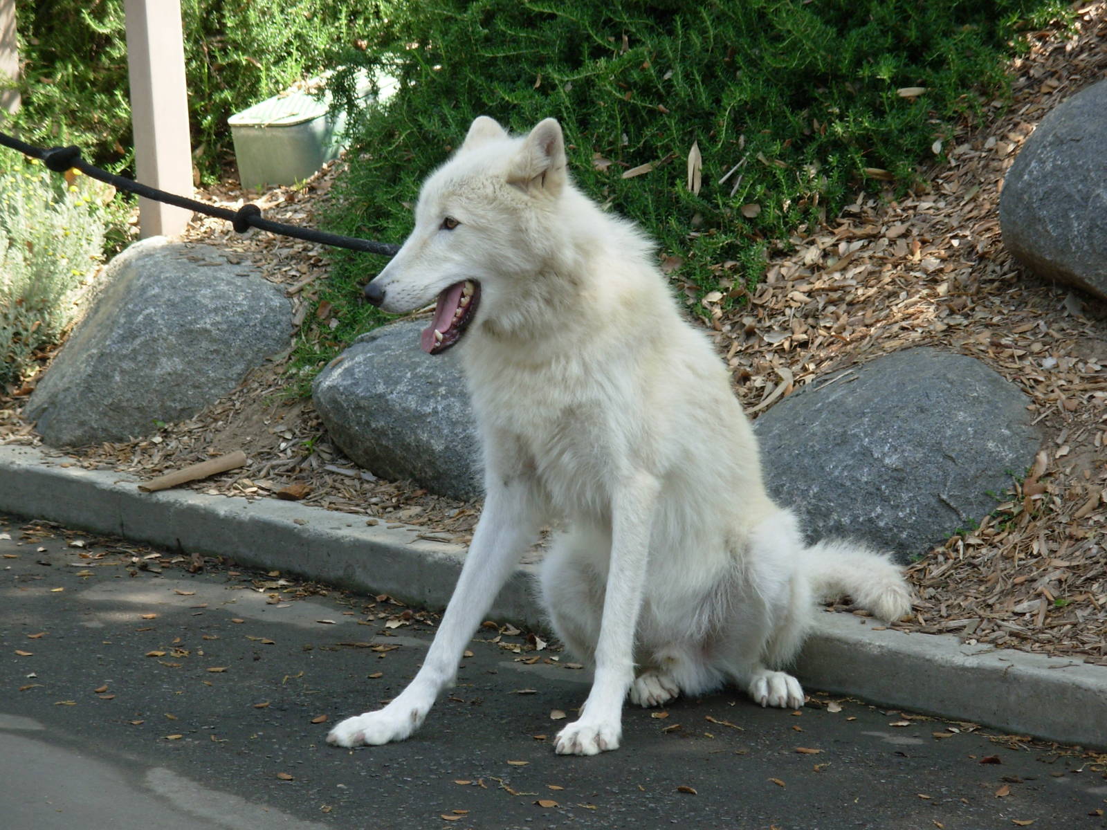 Wolf (On Leash)