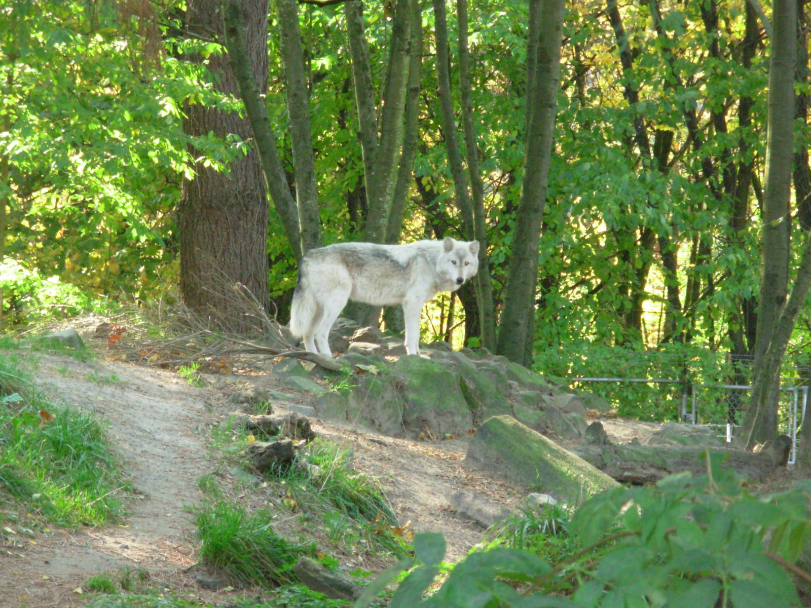 Wolf - Oregon Zoo