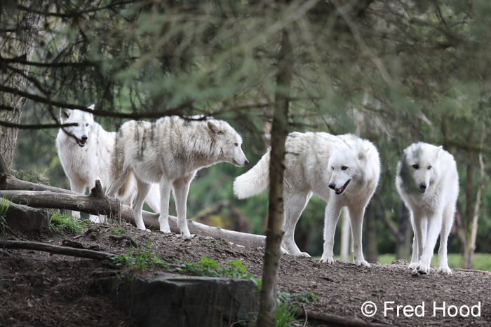 wolf pack