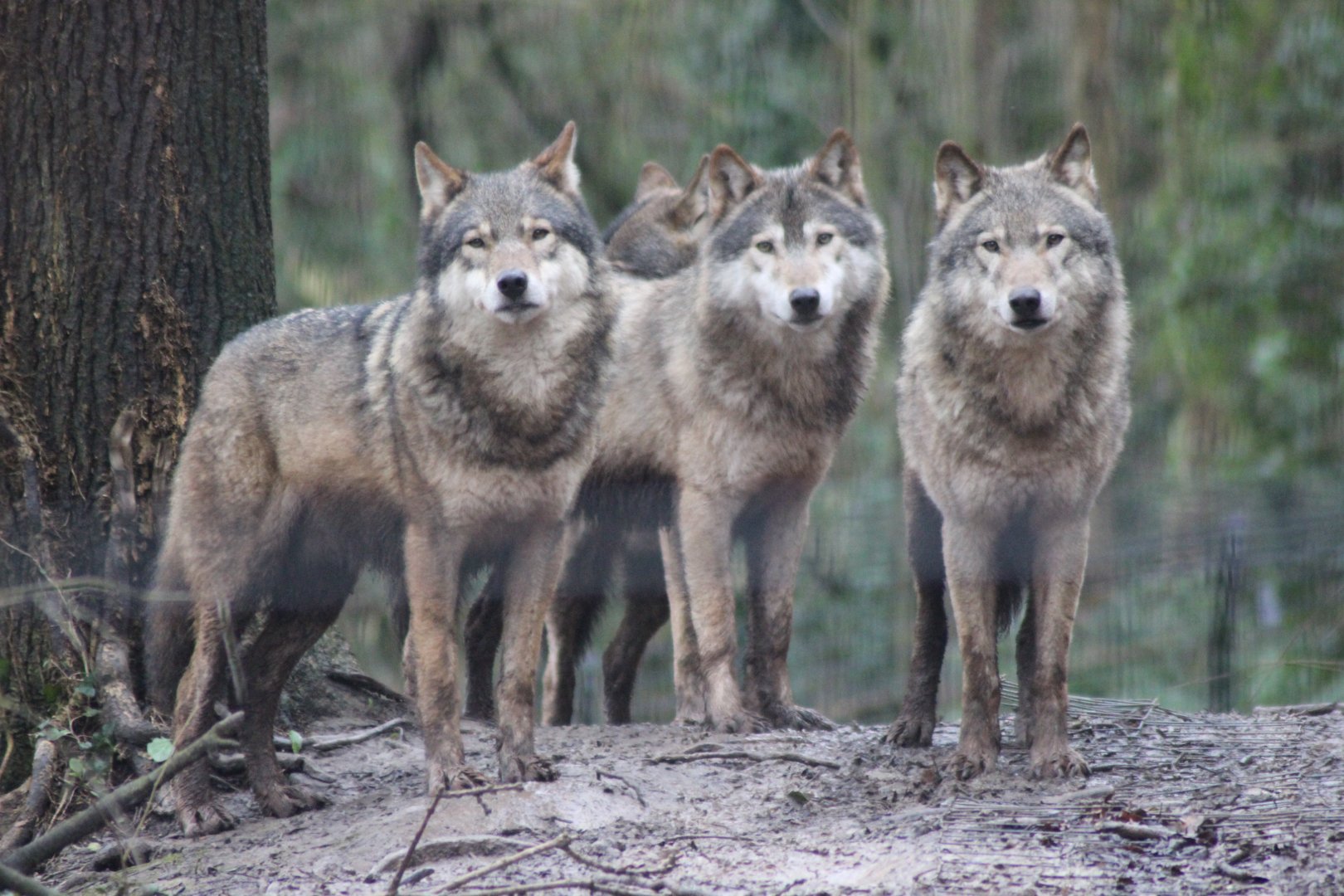 Wolf Pack