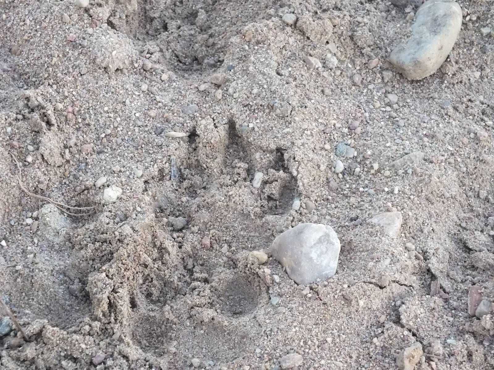Wolf Print, Bialoweiza Forest
