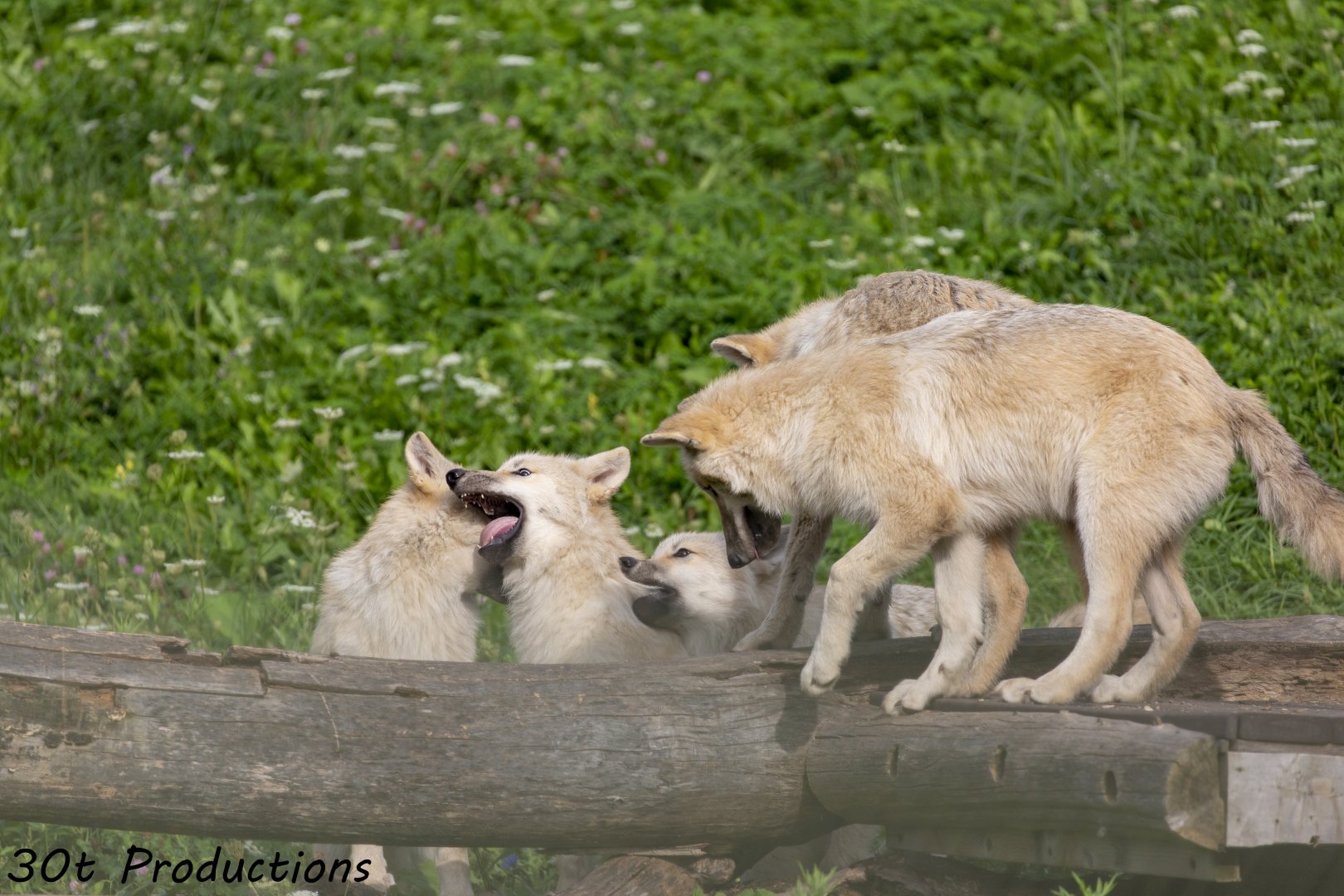 Wolf Pups - Almost a family shot