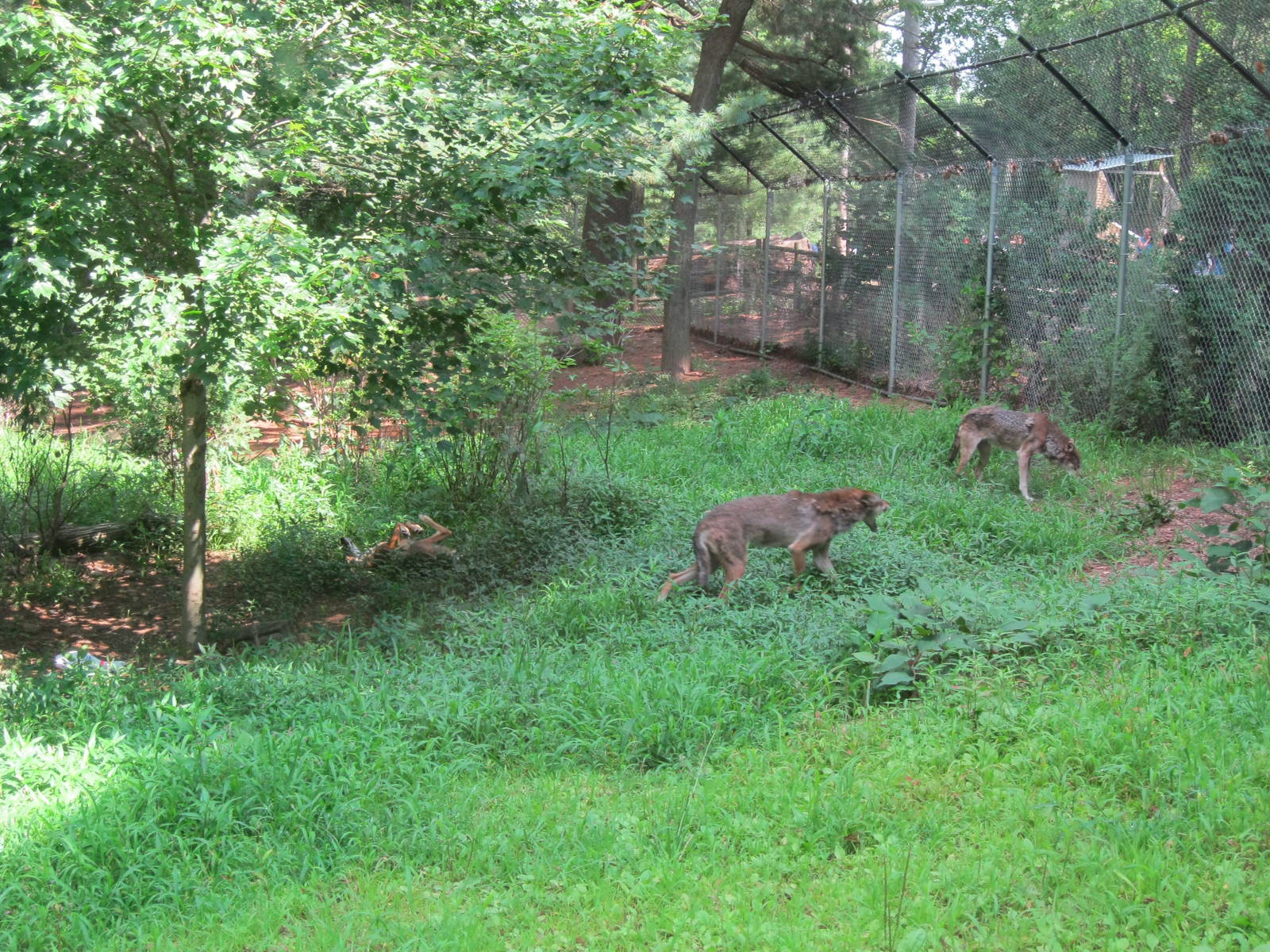 WOLF- Red Wolf Enrichment