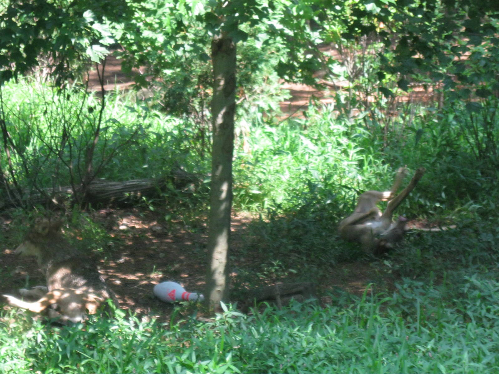 WOLF- Red Wolf Enrichment
