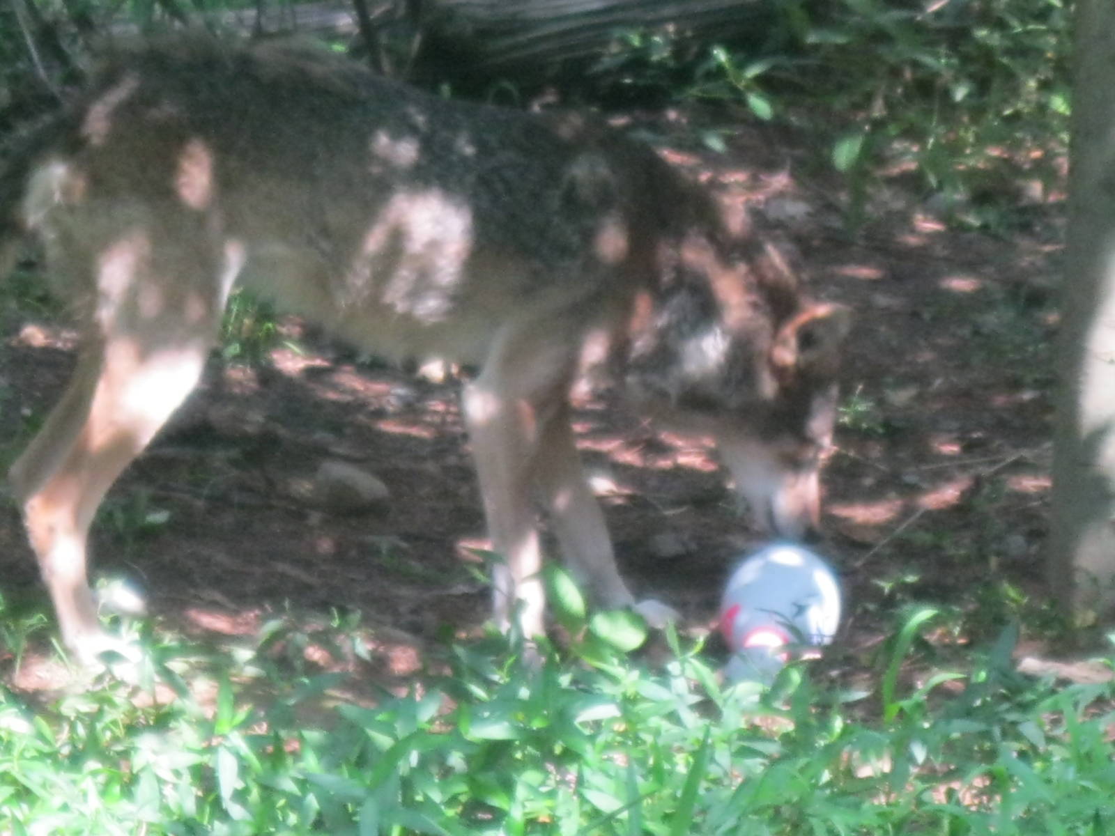 WOLF- Red Wolf Enrichment