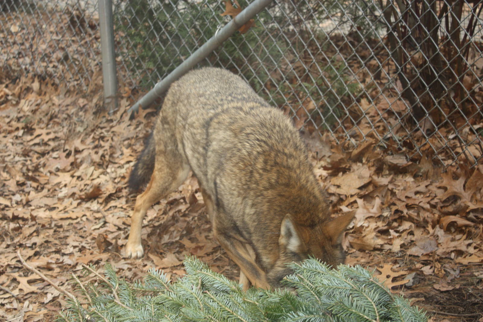 WOLF- Red Wolf Enrichment