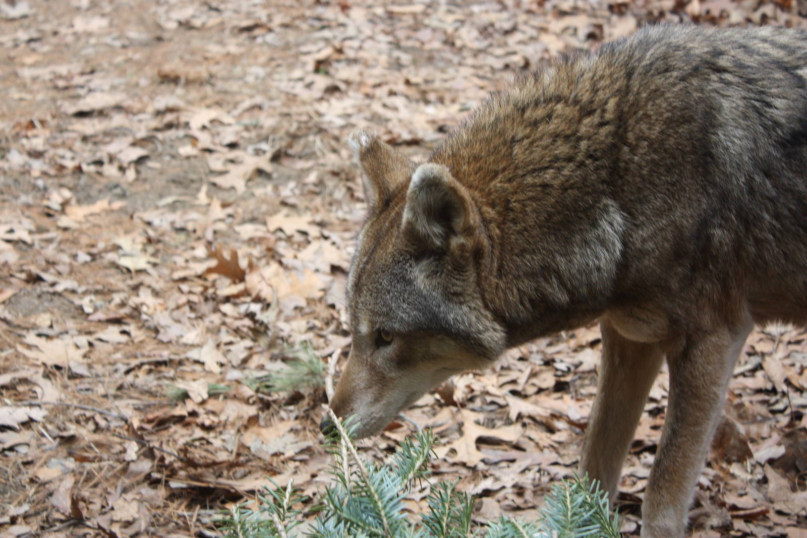 WOLF- Red Wolf Enrichment