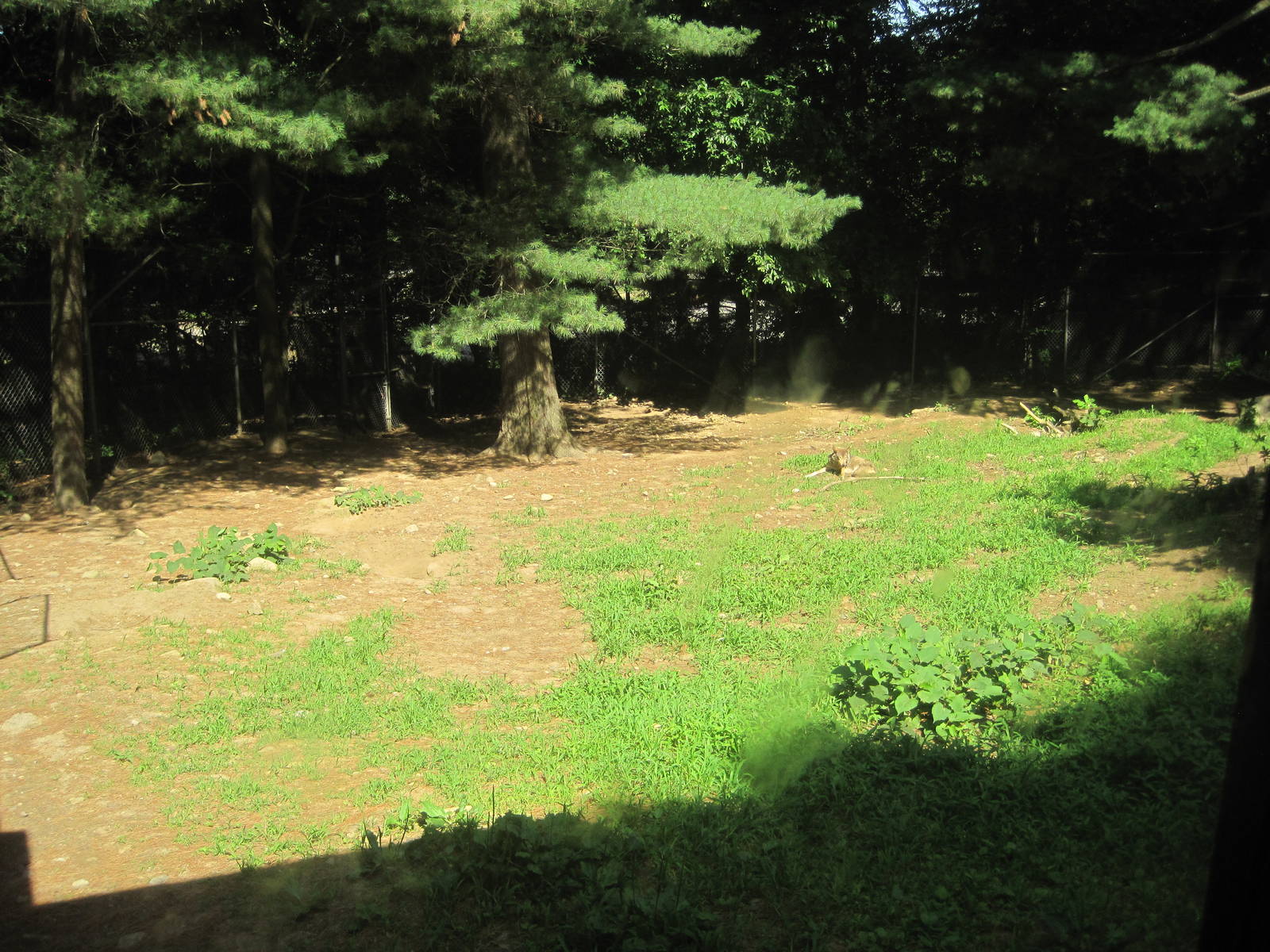 WOLF- Red Wolf Exhibit