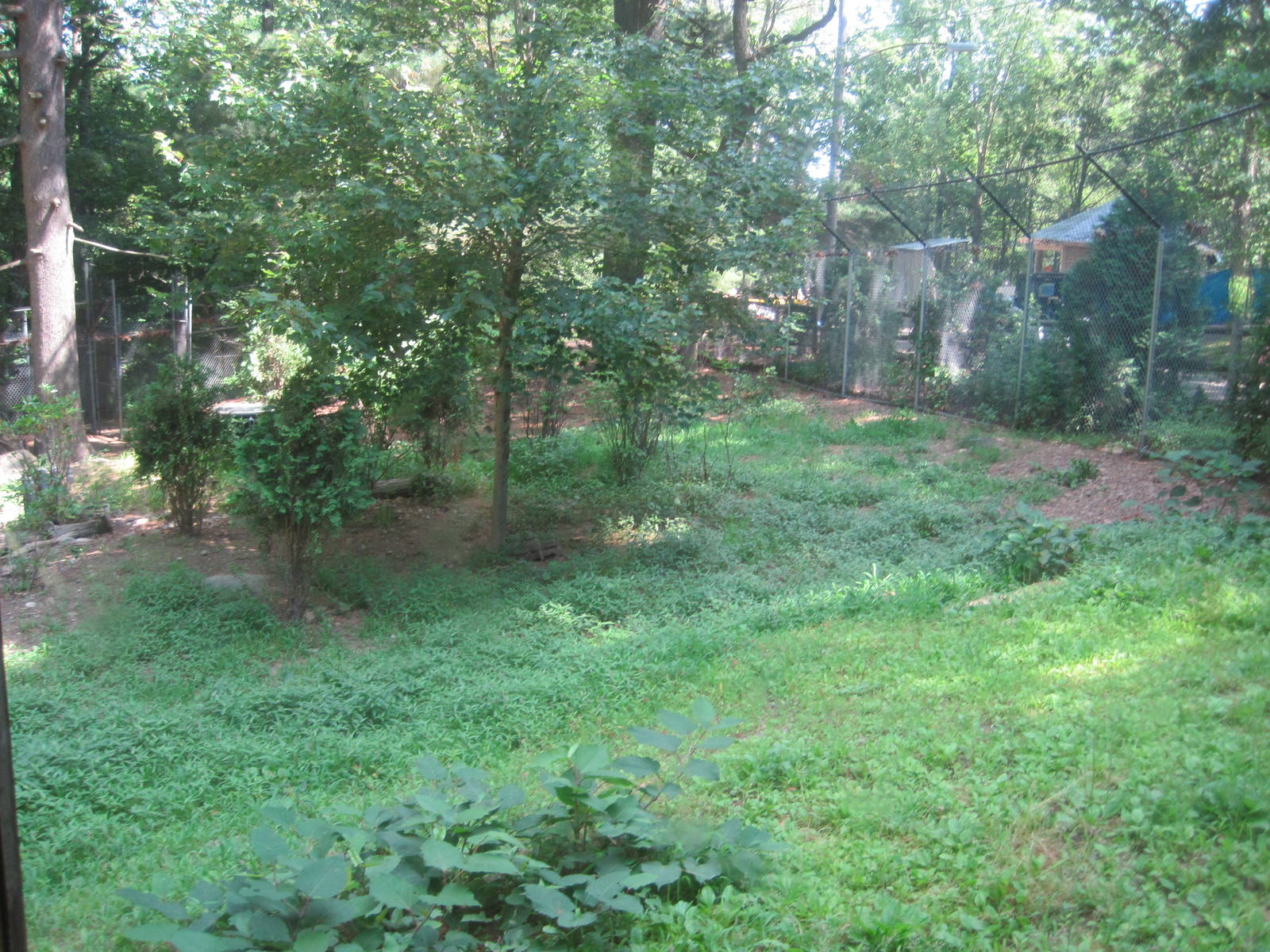 WOLF- Red Wolf Exhibit