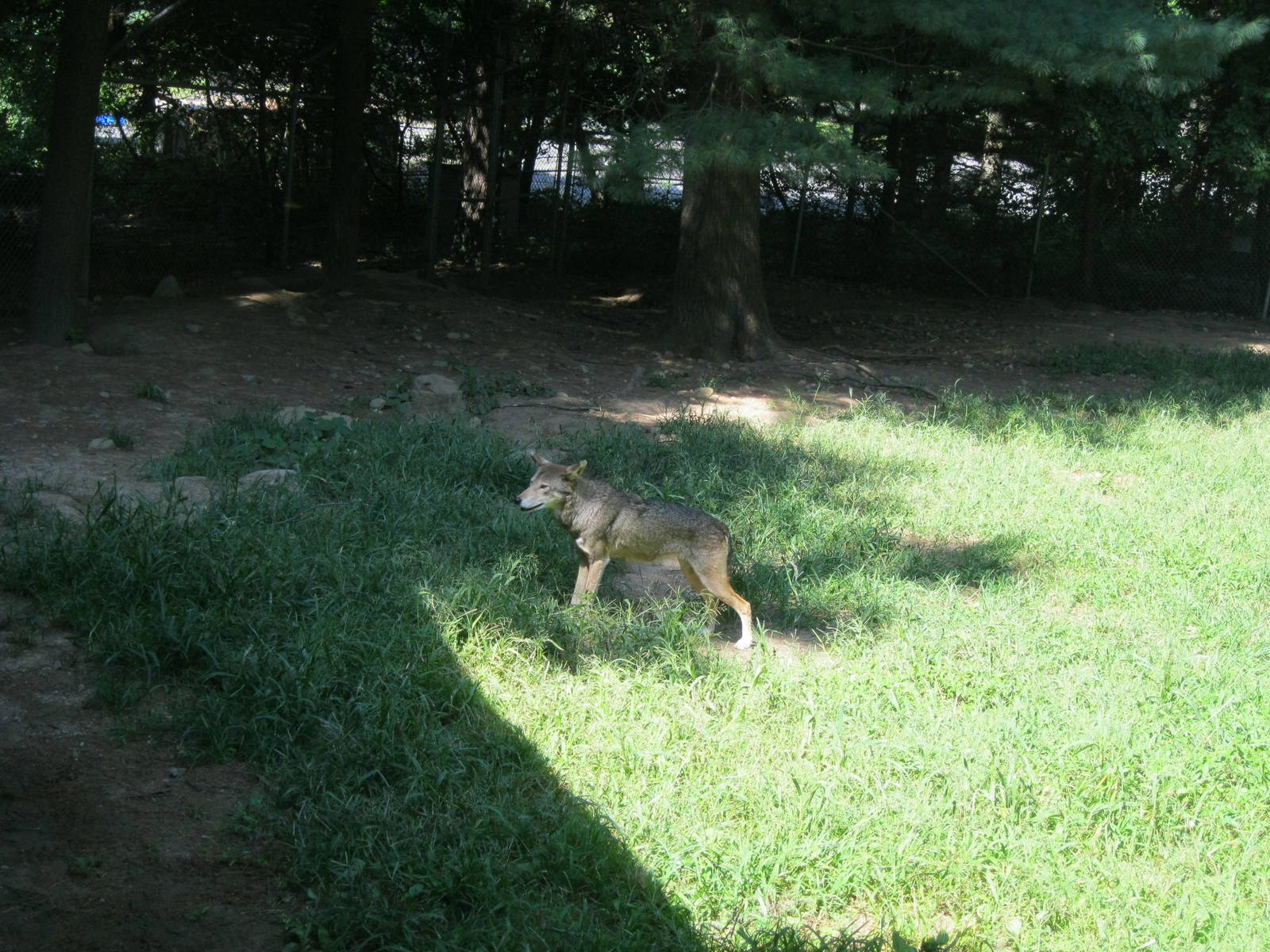 WOLF- Red Wolf Exhibit