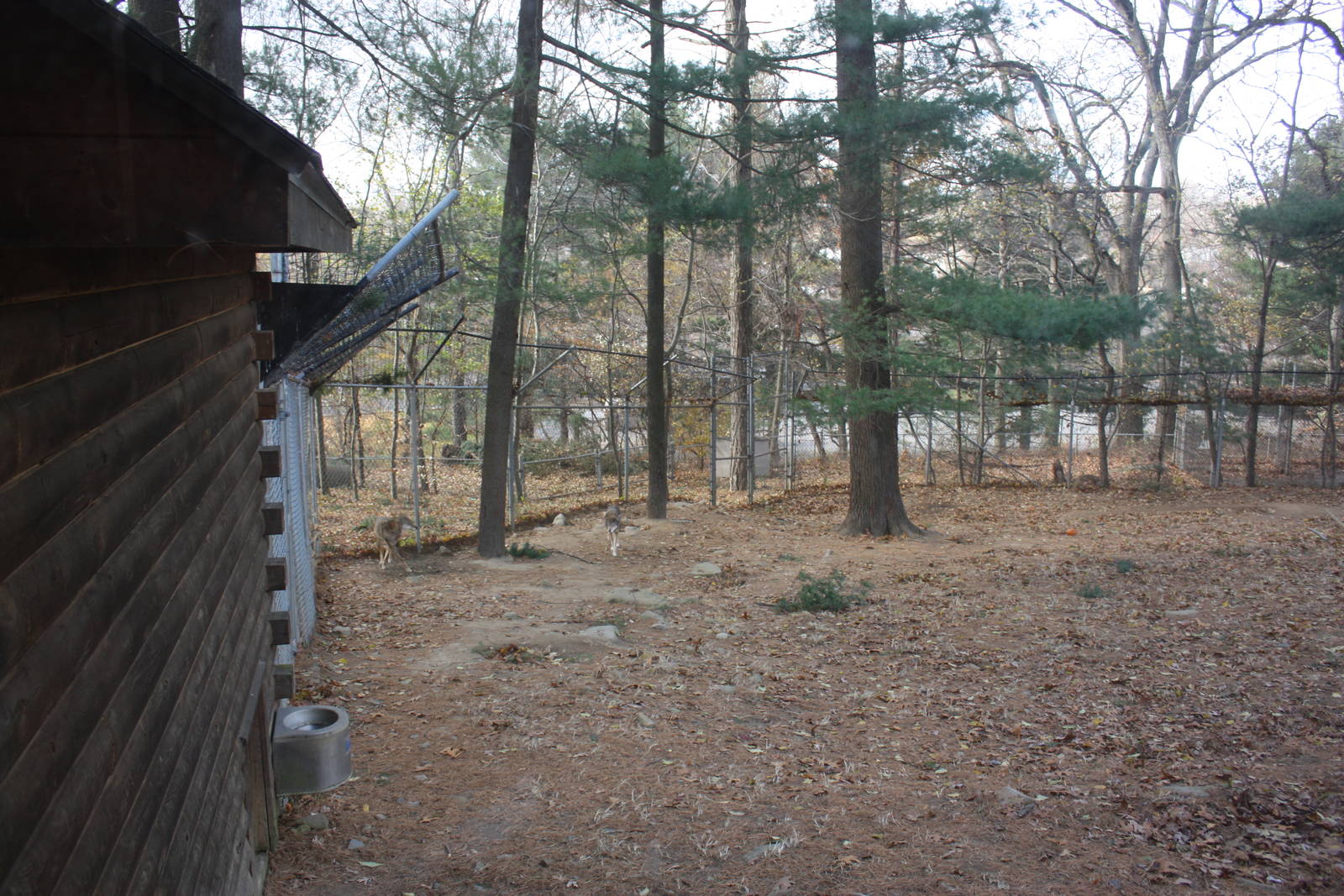 WOLF- Red Wolf Exhibit
