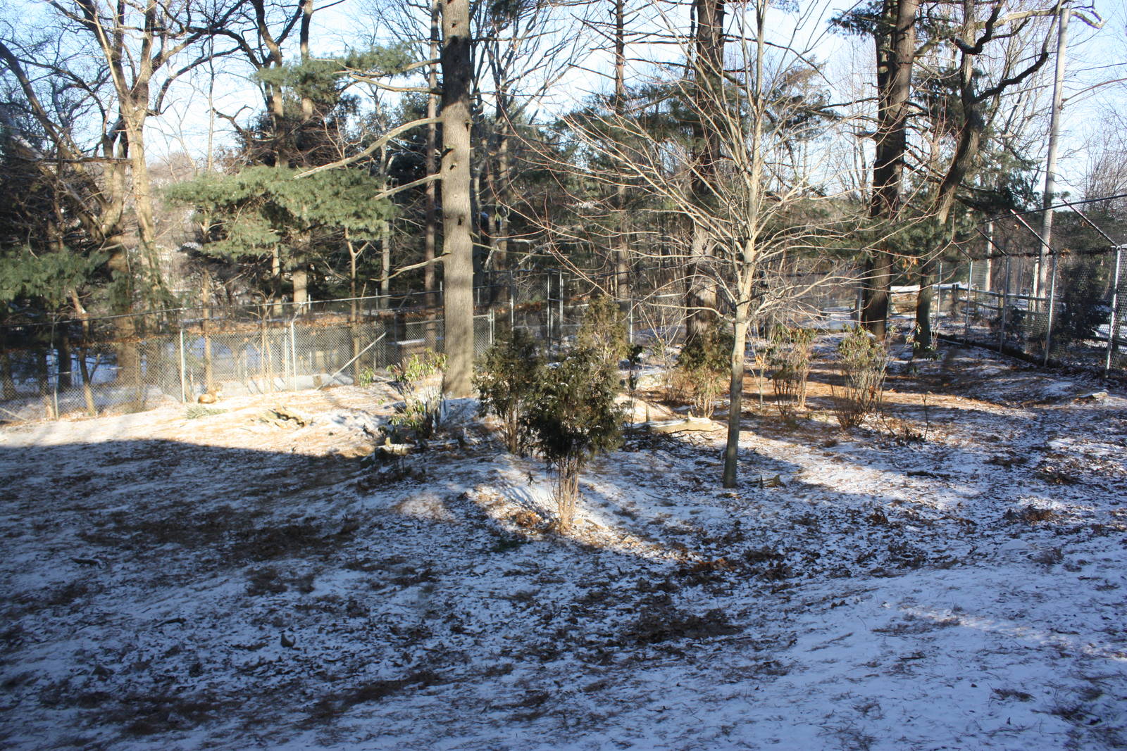 WOLF- Red Wolf Exhibit