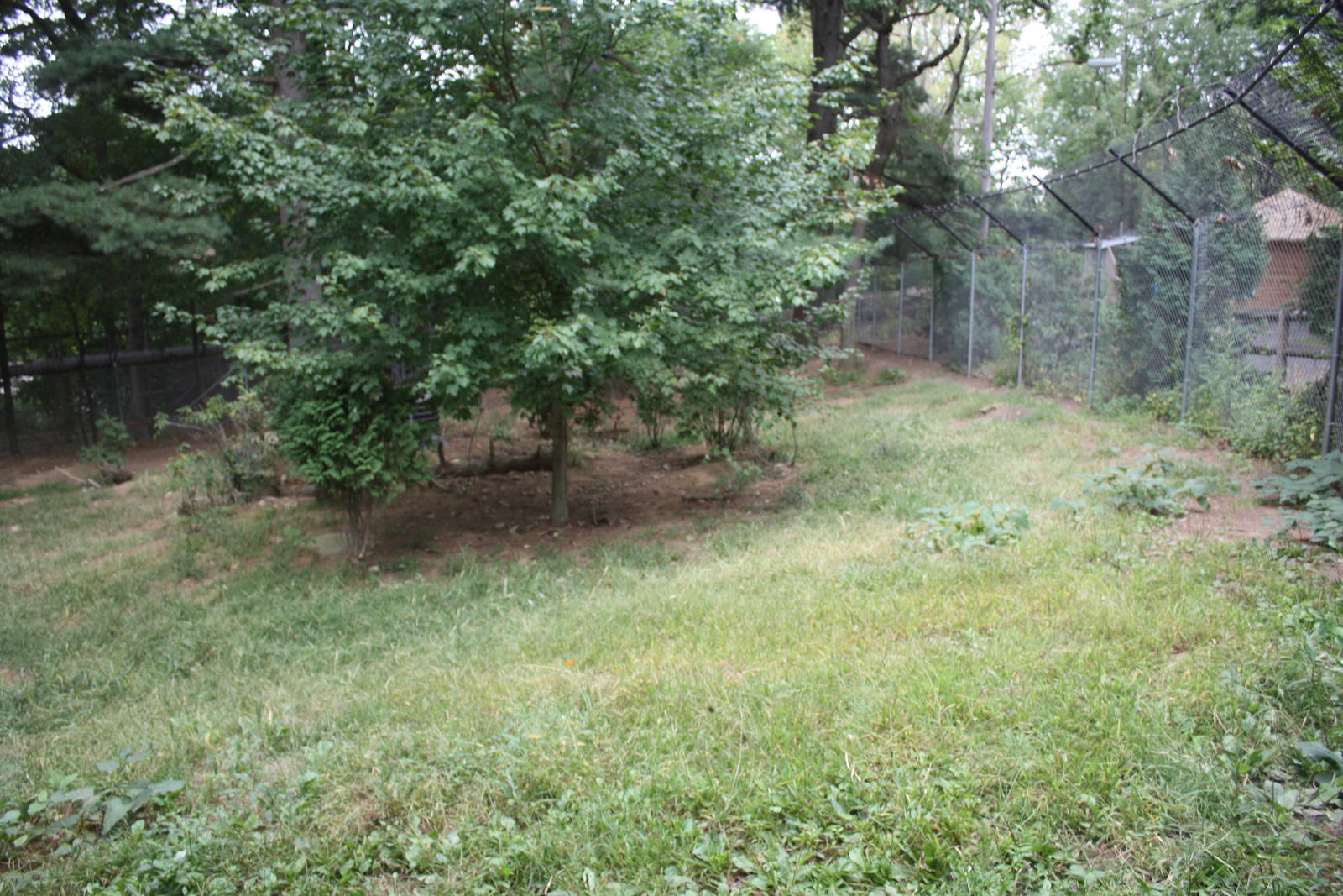 WOLF- Red Wolf Exhibit