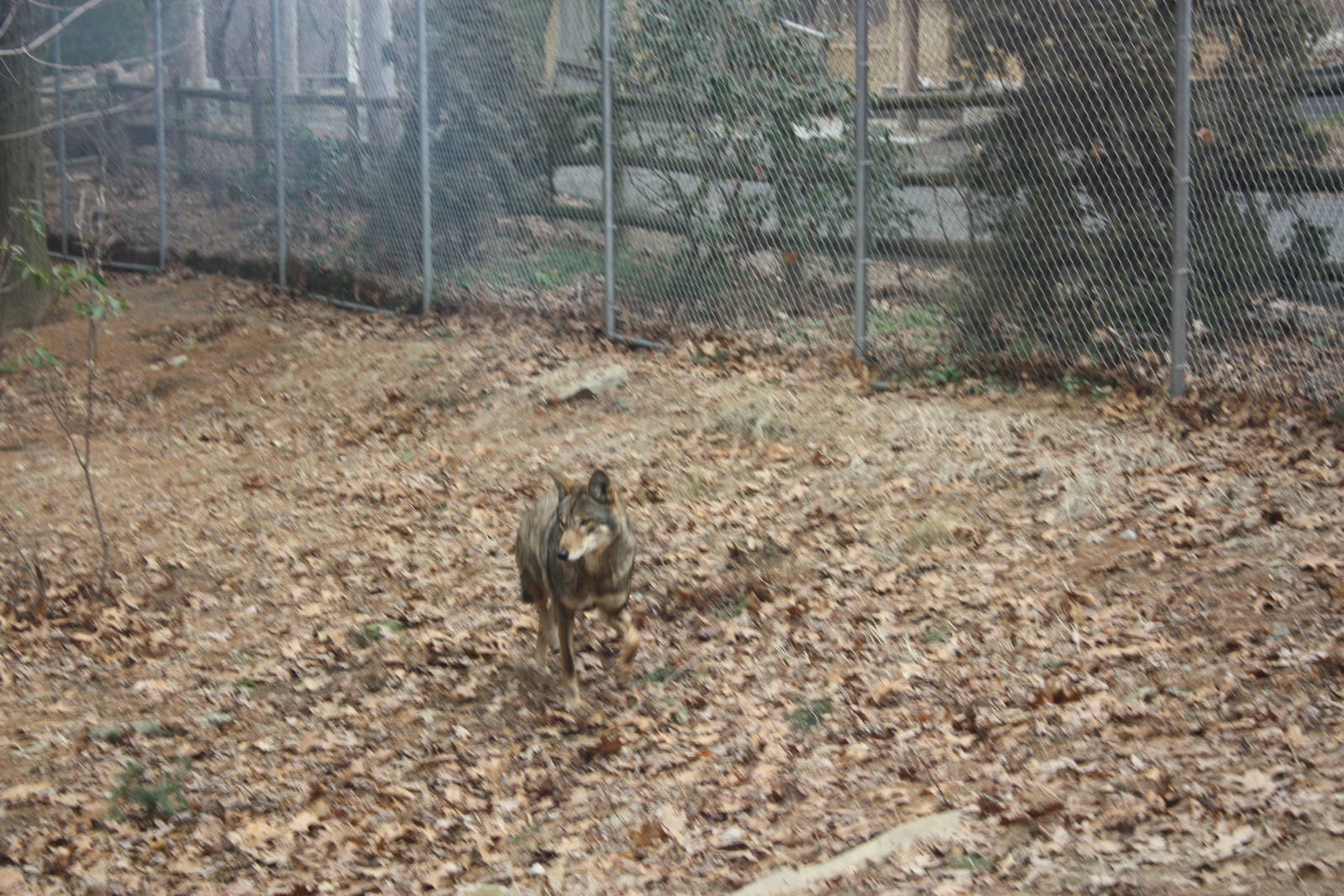 WOLF- Red Wolf Running