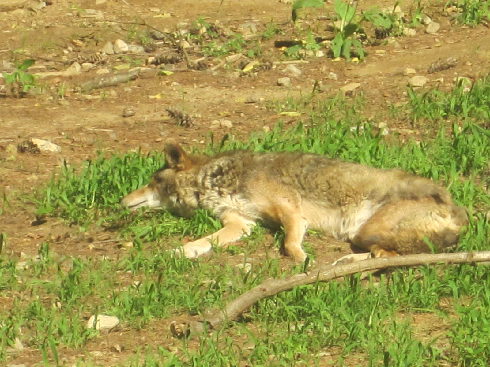 WOLF- Red Wolf