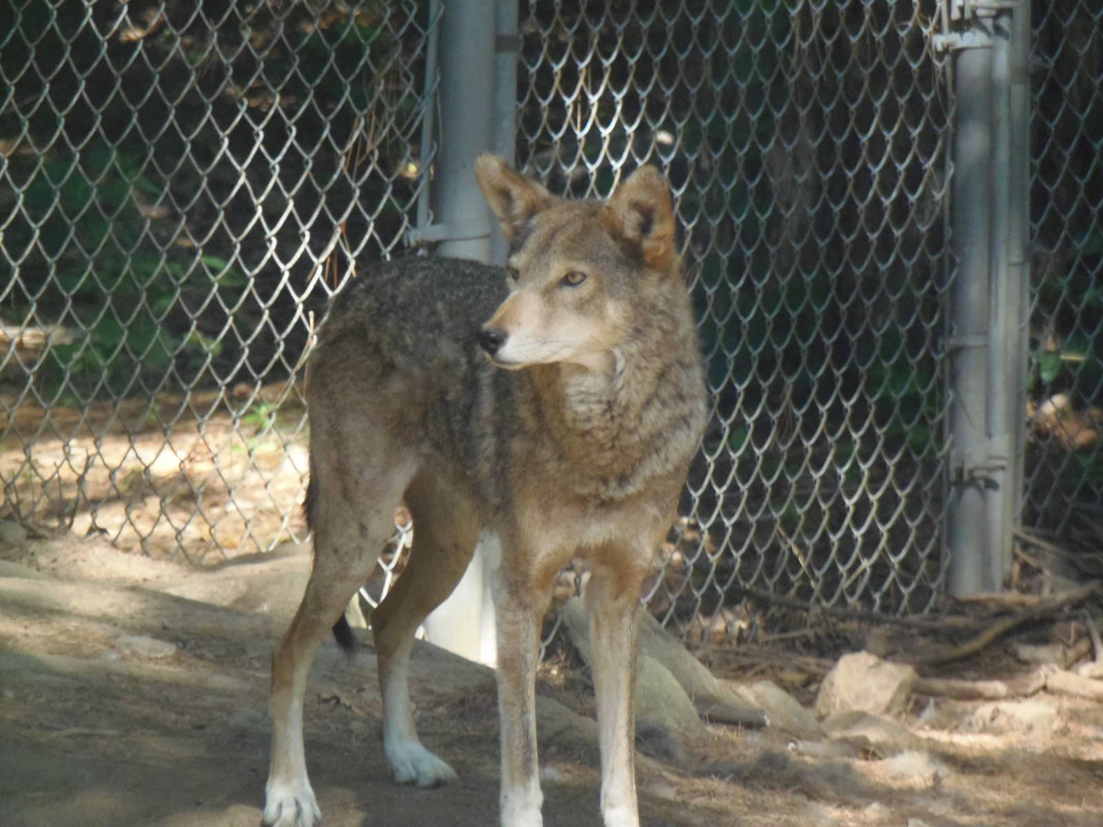 WOLF- Red Wolf