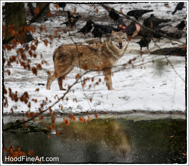 wolf reflected
