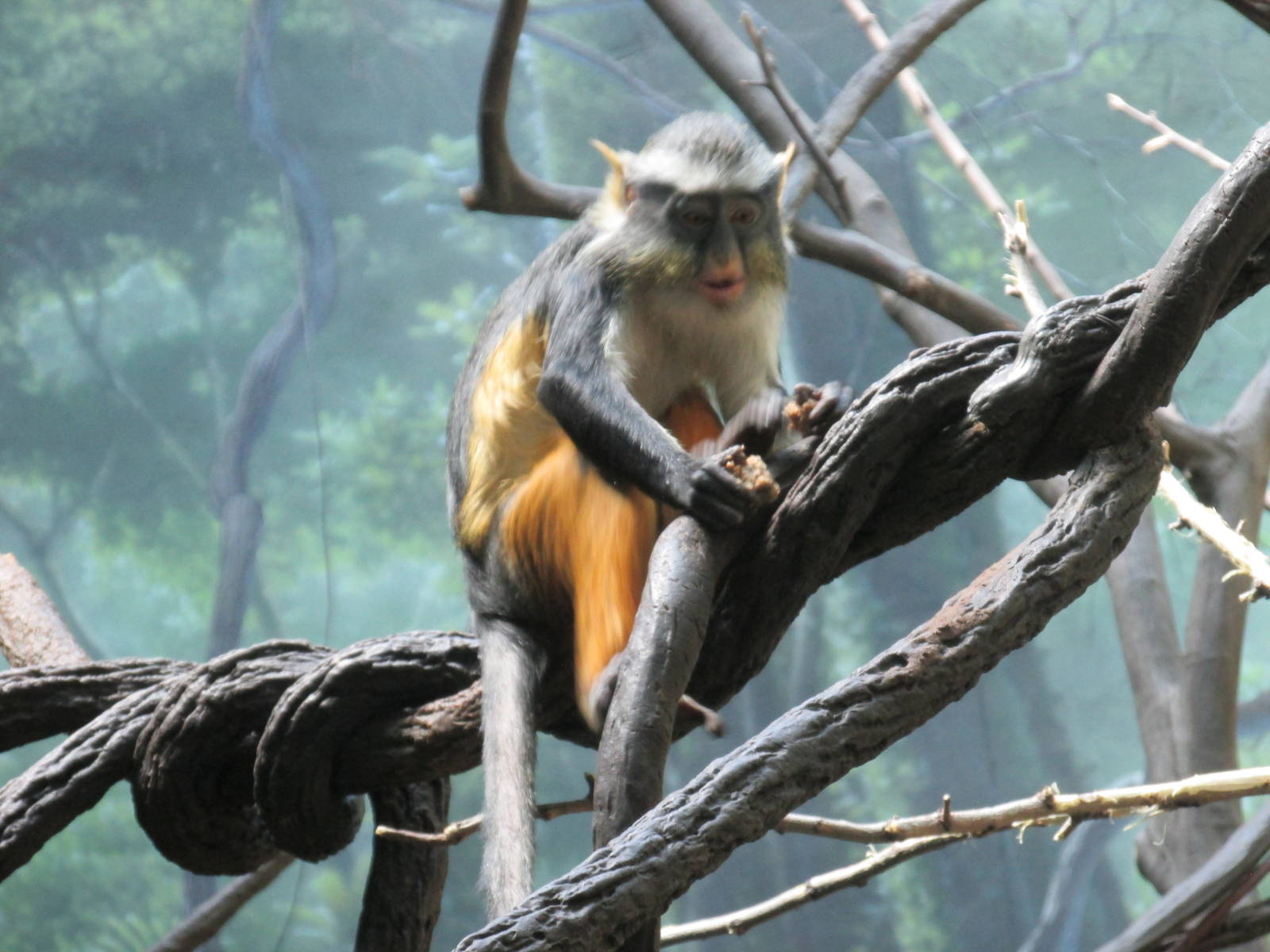 wolf`s guenon bronx zoo
