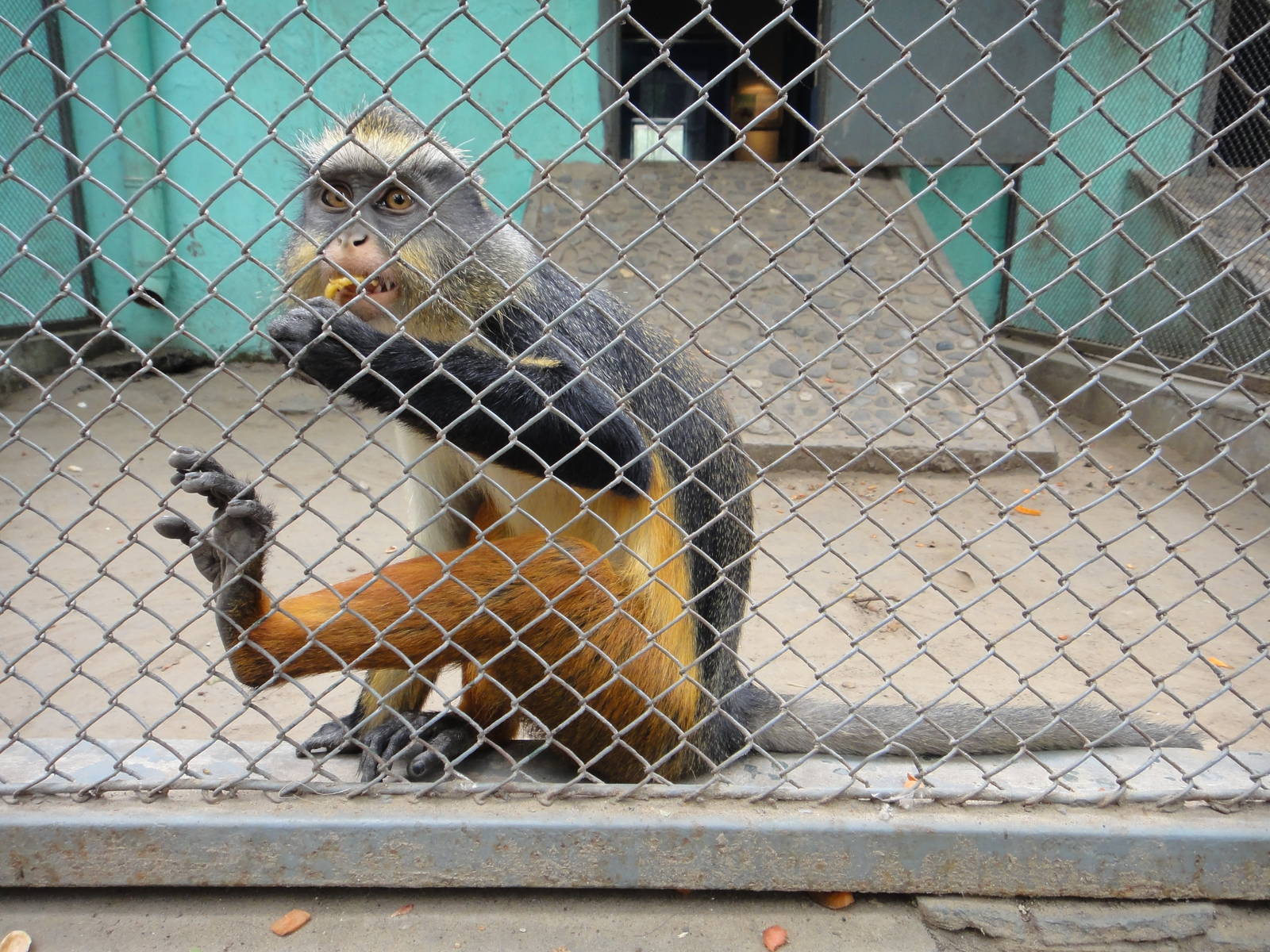 Wolf?s guenon (Cercipithecus wolfi)