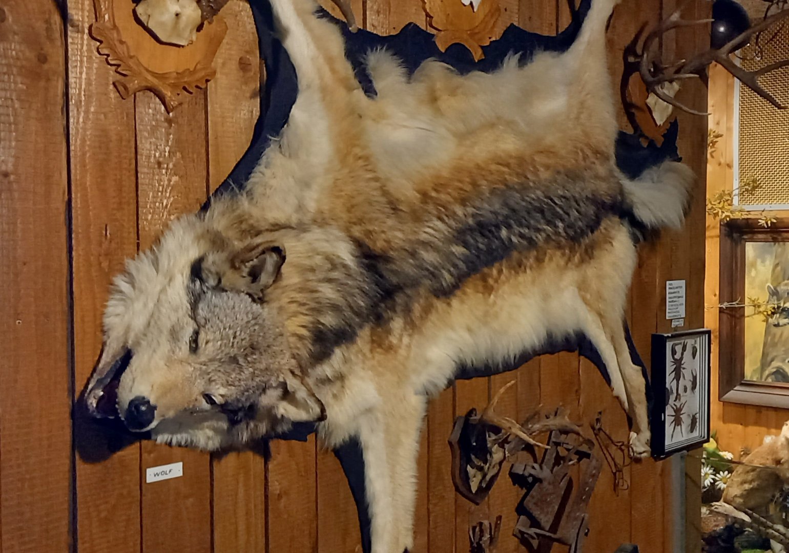 Wolf-skin at the Hunting Museum