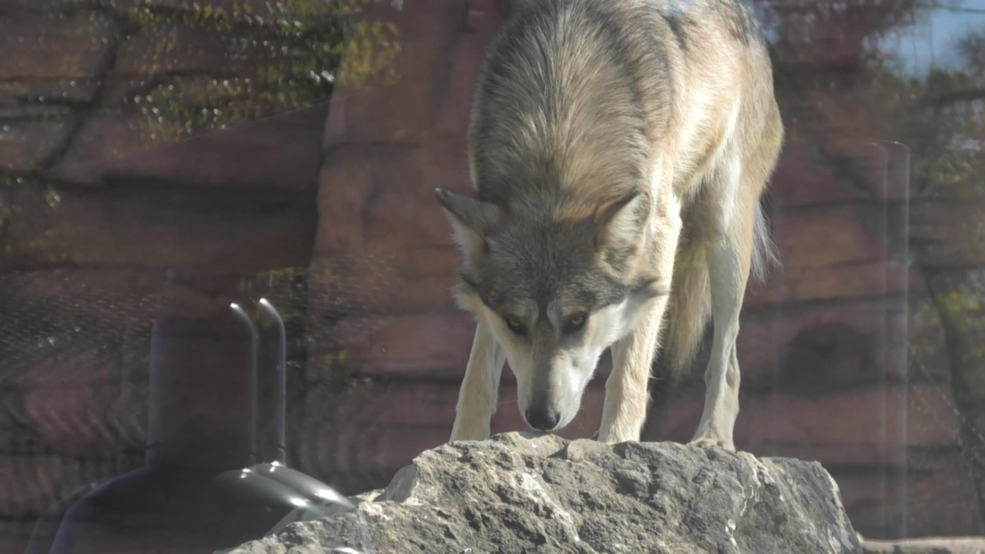 Wolf sniffing a rock