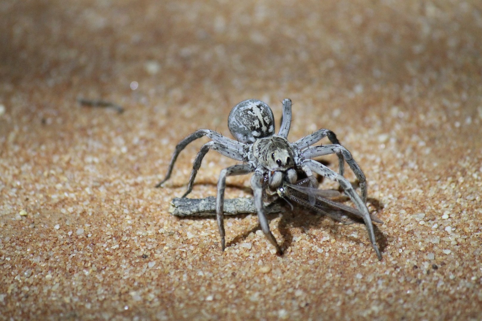 Wolf Spider (Hoggicosa natashae)