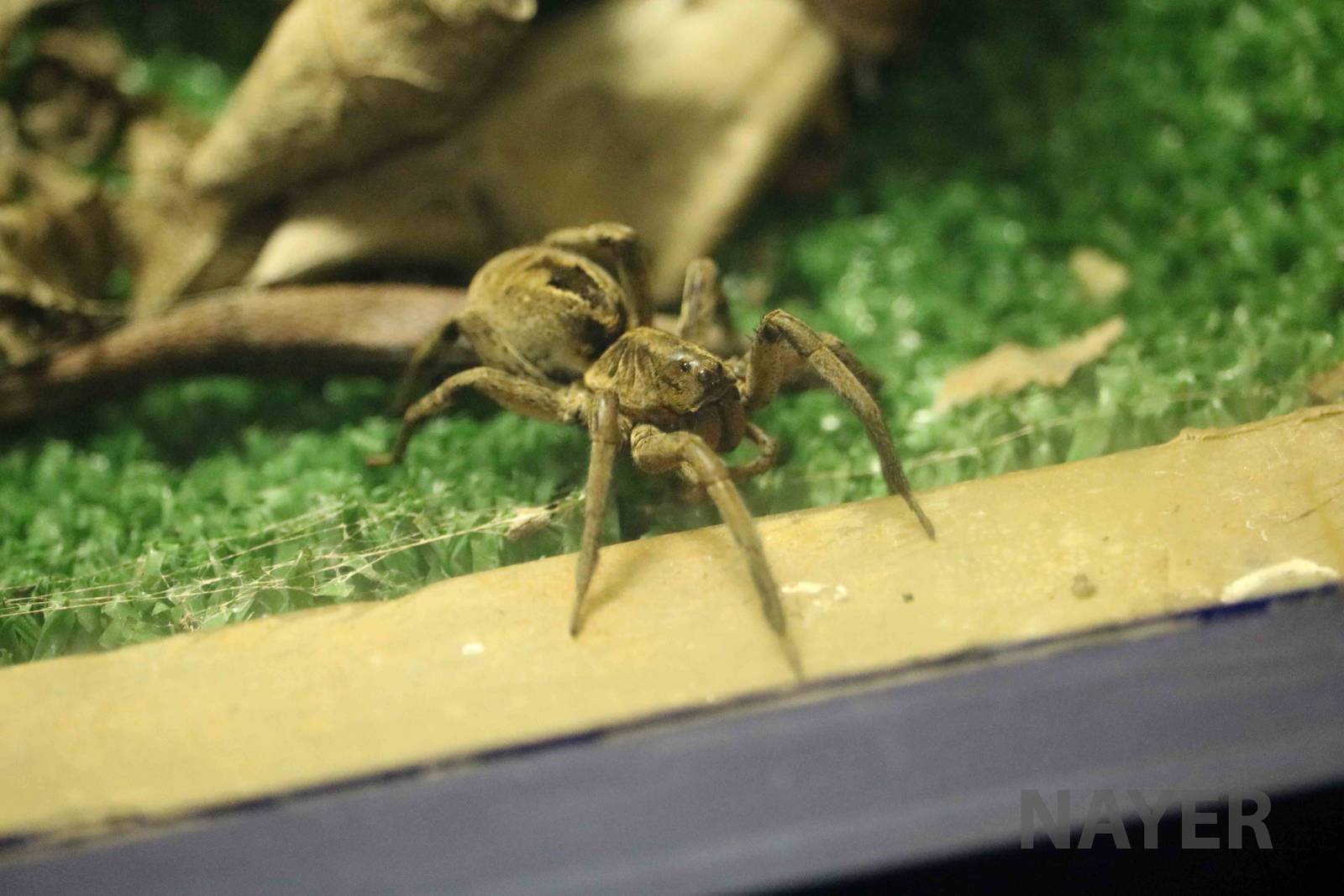 Wolf spider - Instituto Butantan, March 2016