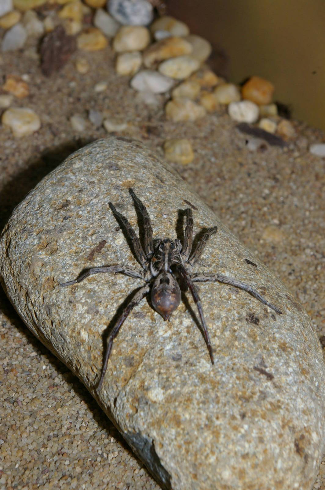 wolf spider (Lycosa sp.)