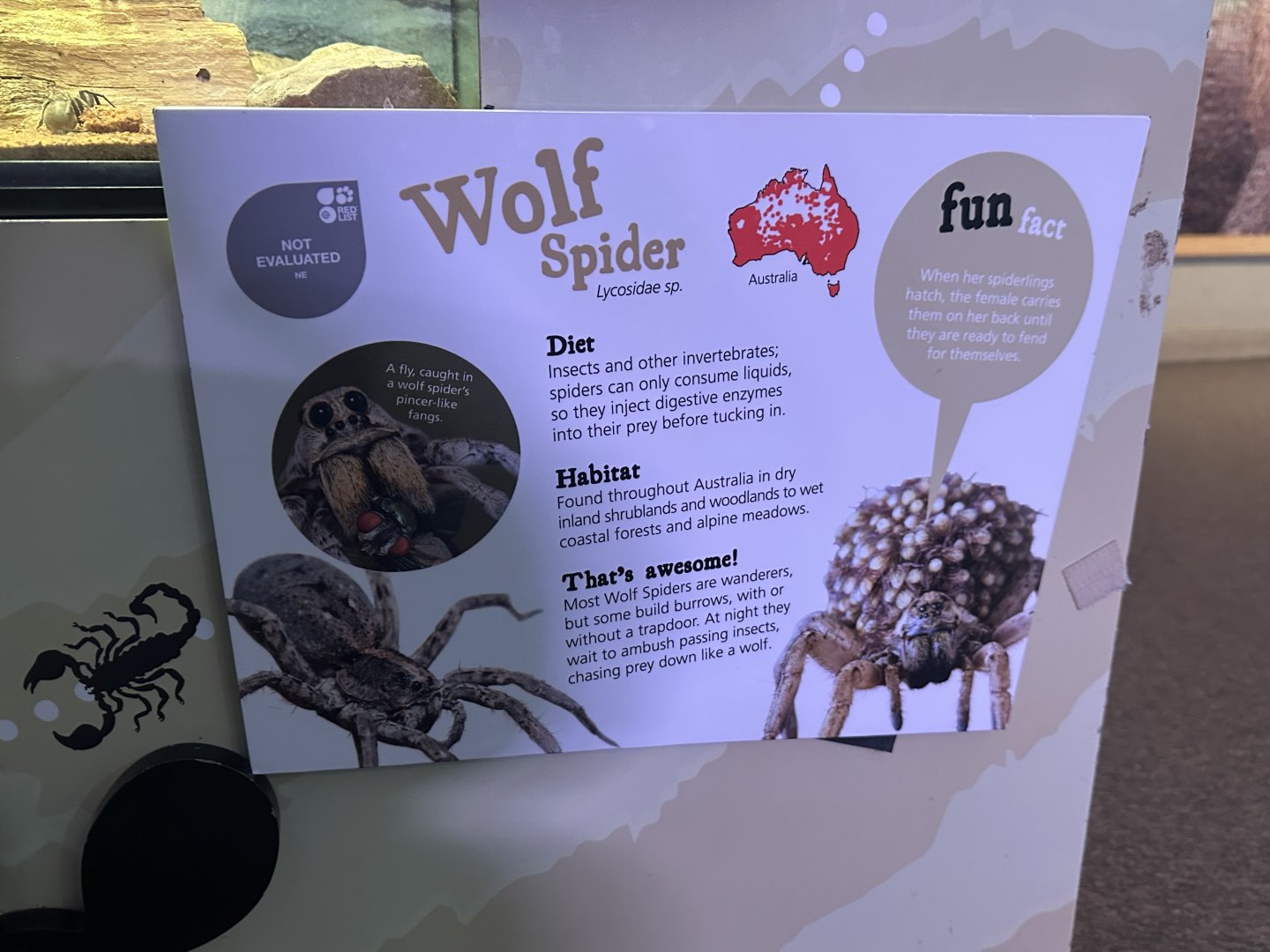 Wolf spider signage