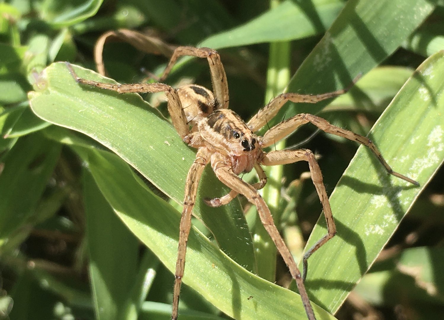 Wolf Spider (Tigrosa annexa)