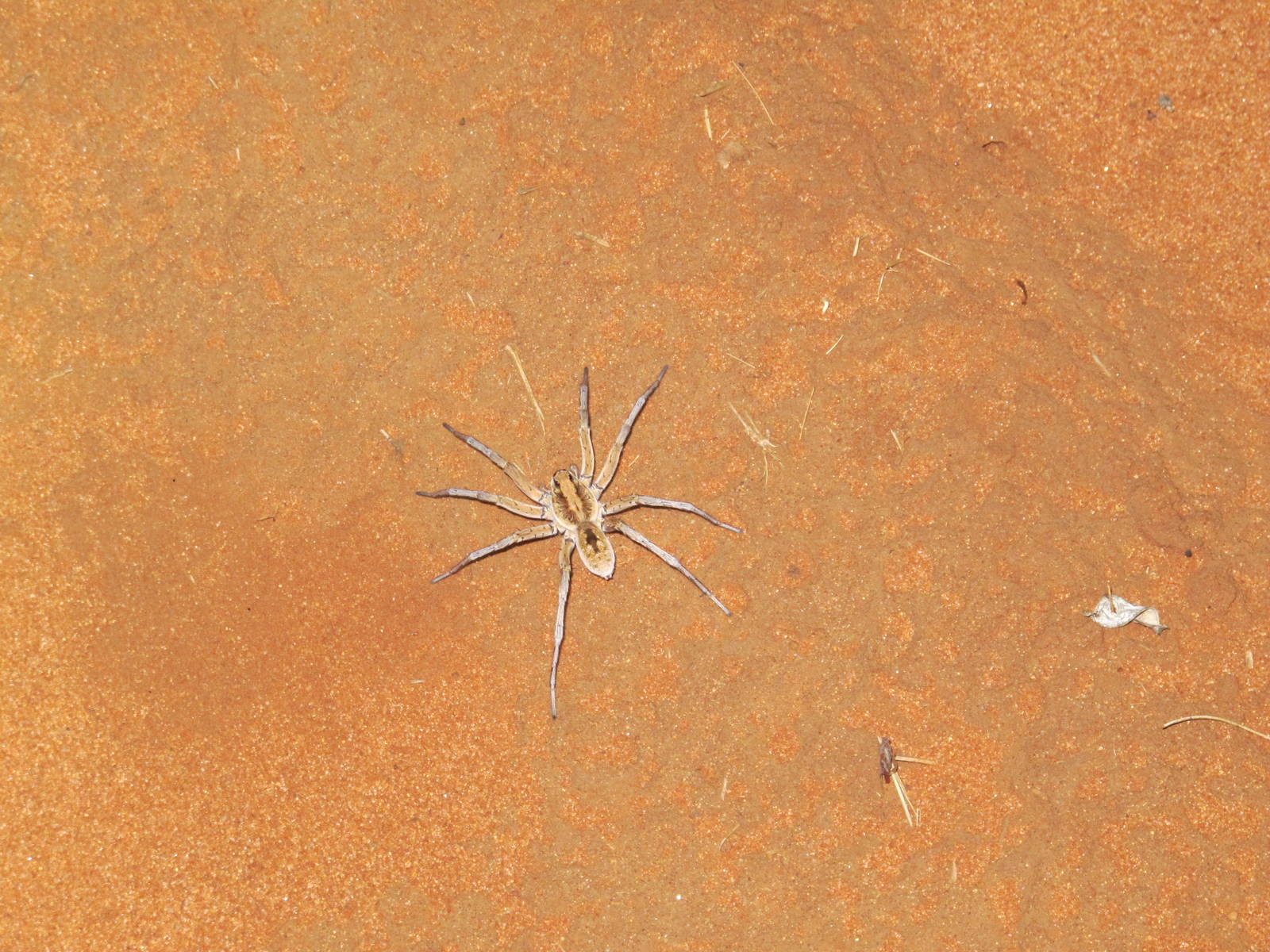 Wolf Spider, Watarrka National Park, NT