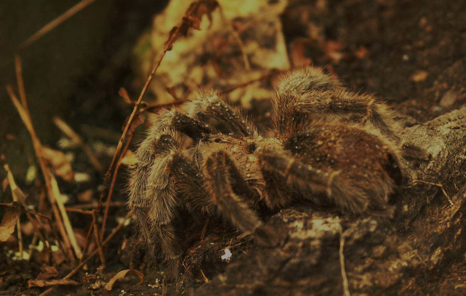 wolf spider